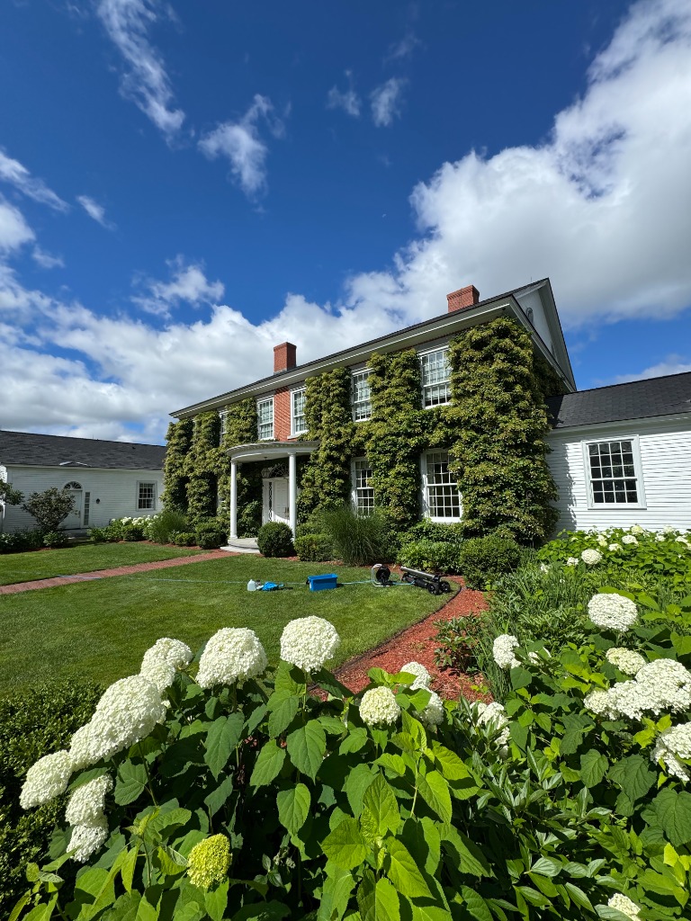 Ivy-covered colonial with hydrangeas